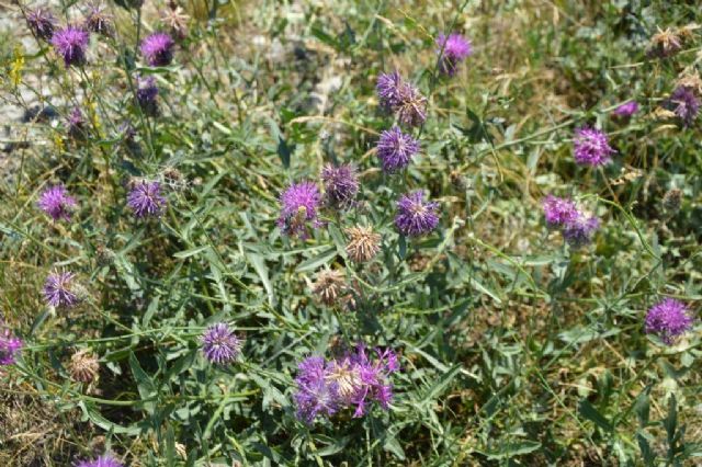 Valle del Durance (Valle Alpina .francese) - Centaurea scabiosa